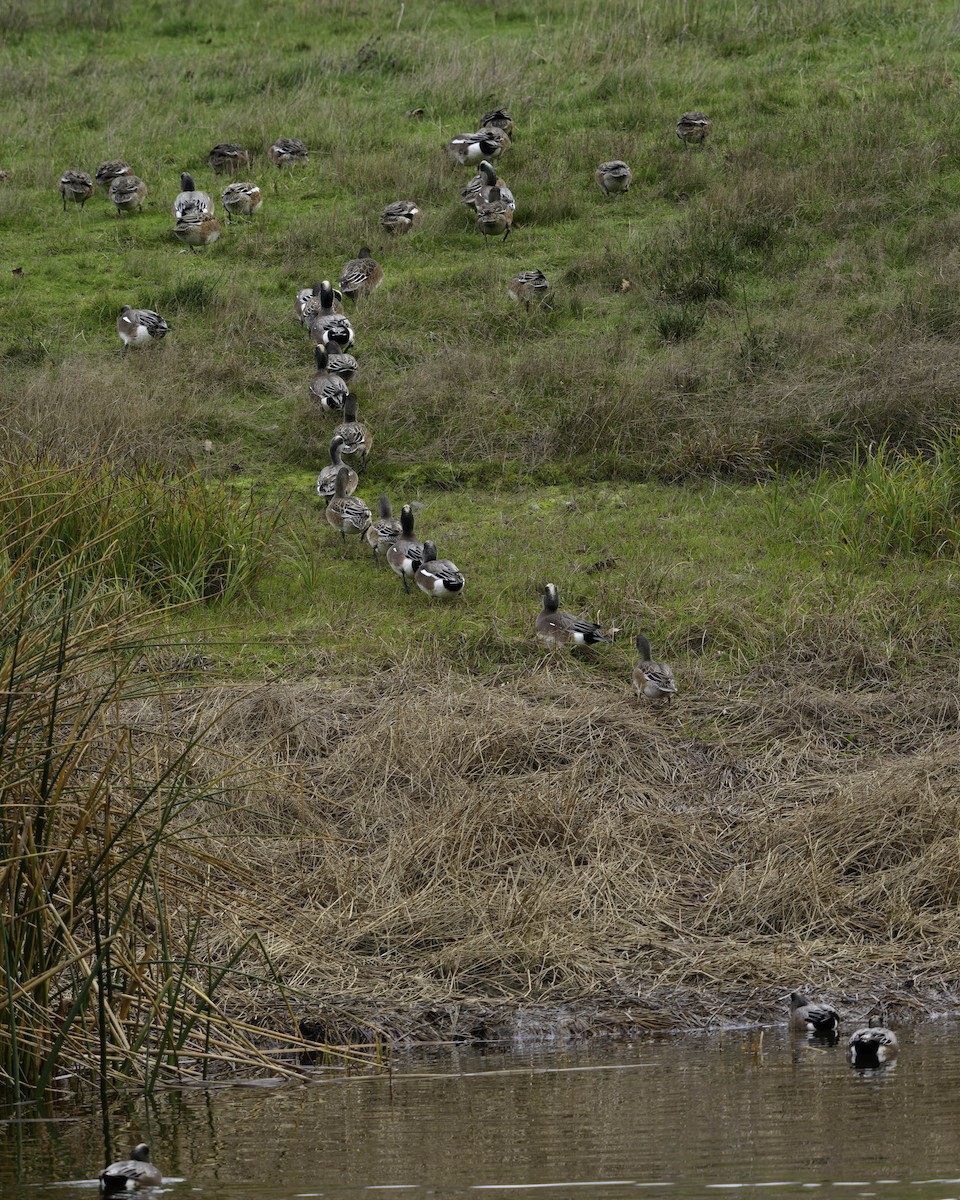 American Wigeon - ML647275193