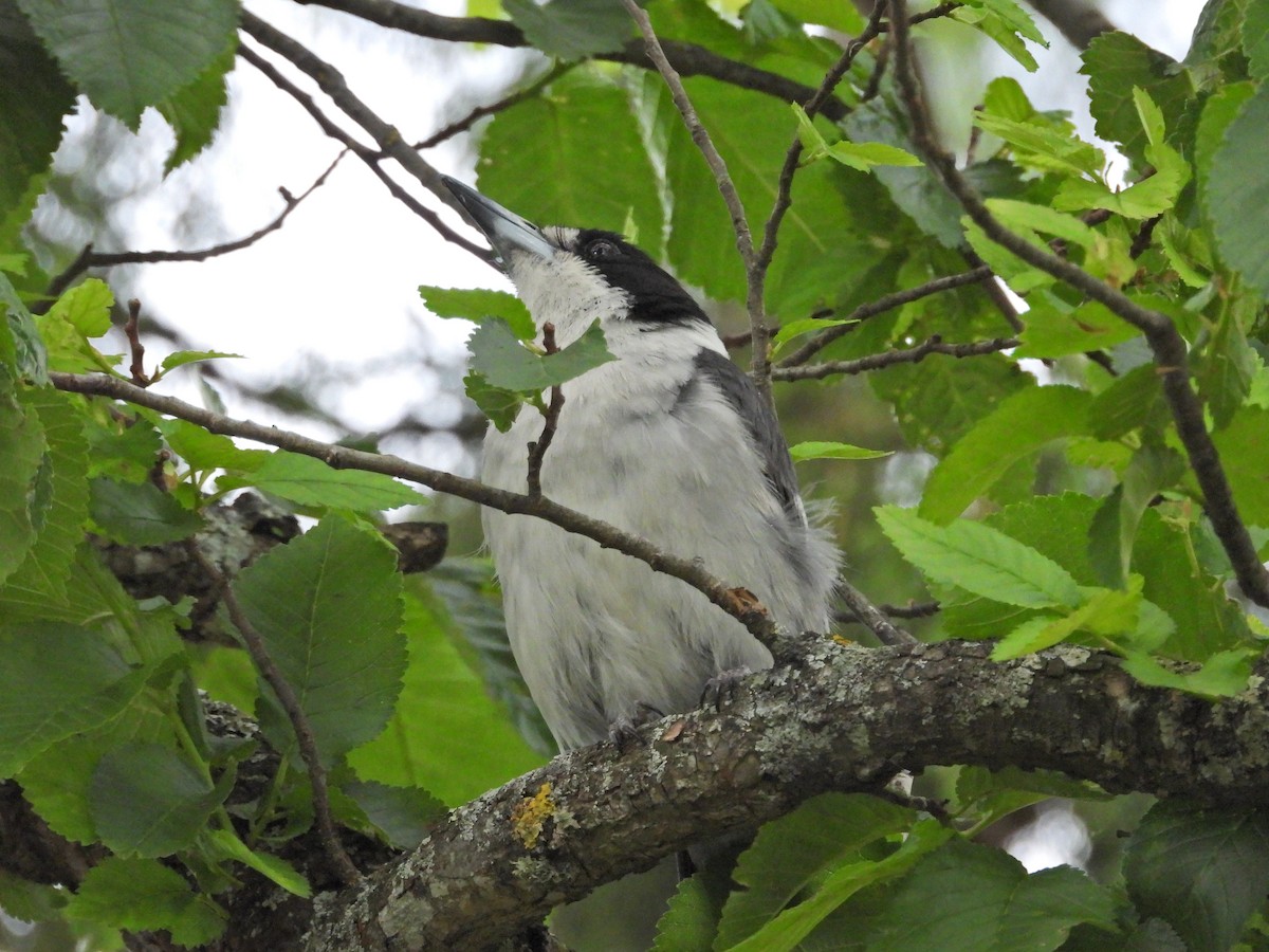 Gray Butcherbird - ML647275194