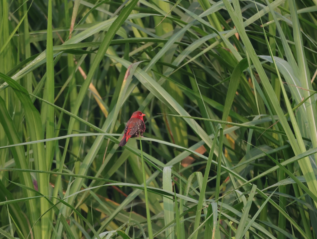 Red Avadavat - ML647275195