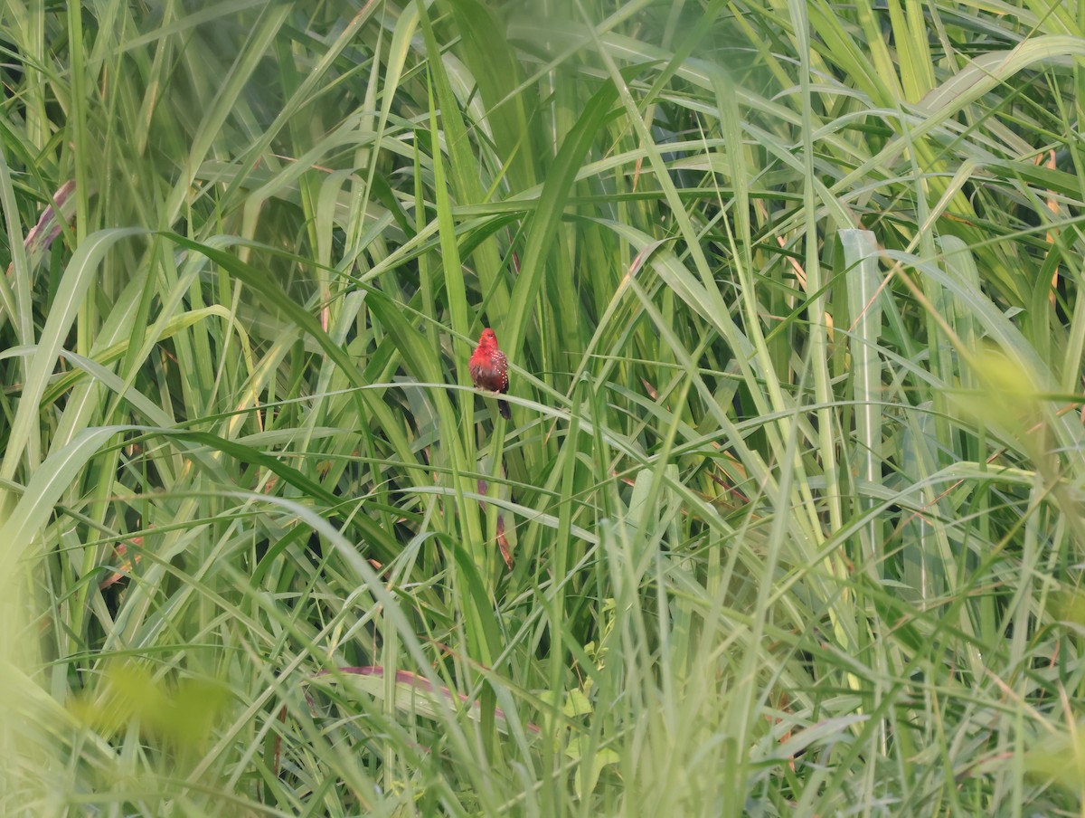 Red Avadavat - ML647275196