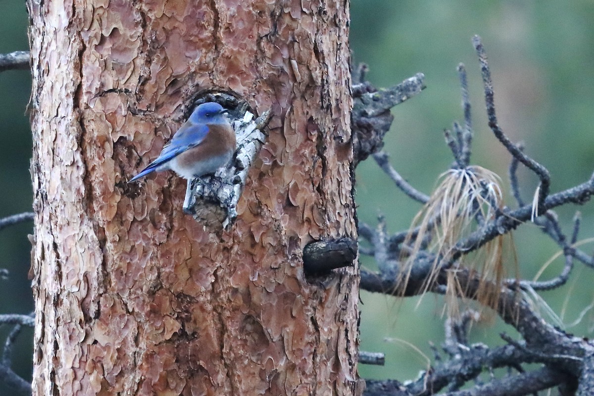 Western Bluebird - ML647275197