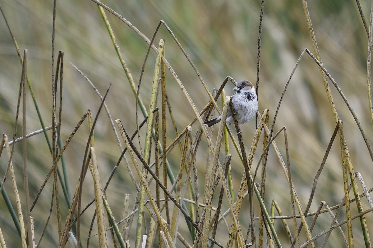 House Sparrow - ML647275198