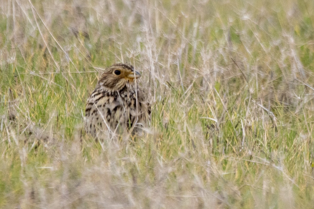 Corn Bunting - ML647275200
