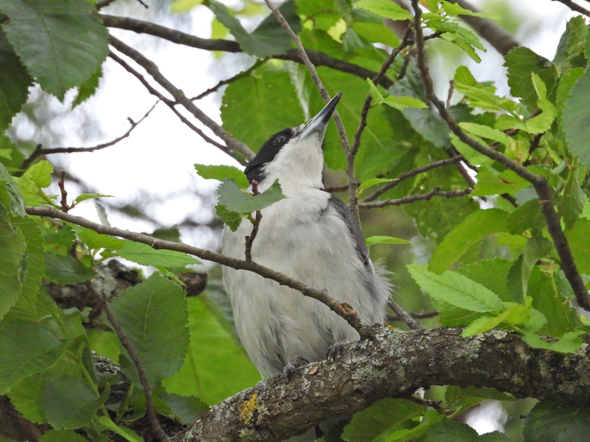 Gray Butcherbird - ML647275201