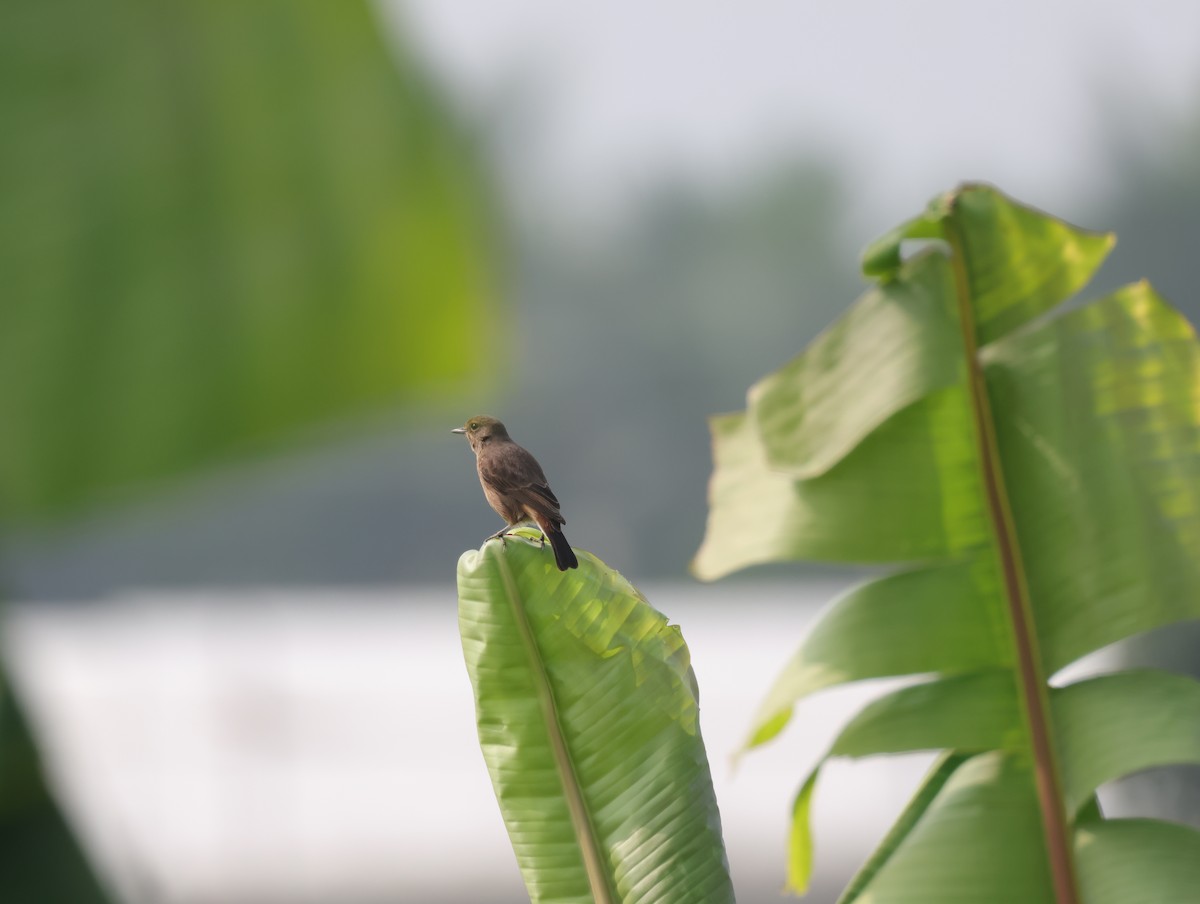 Pied Bushchat - ML647275202