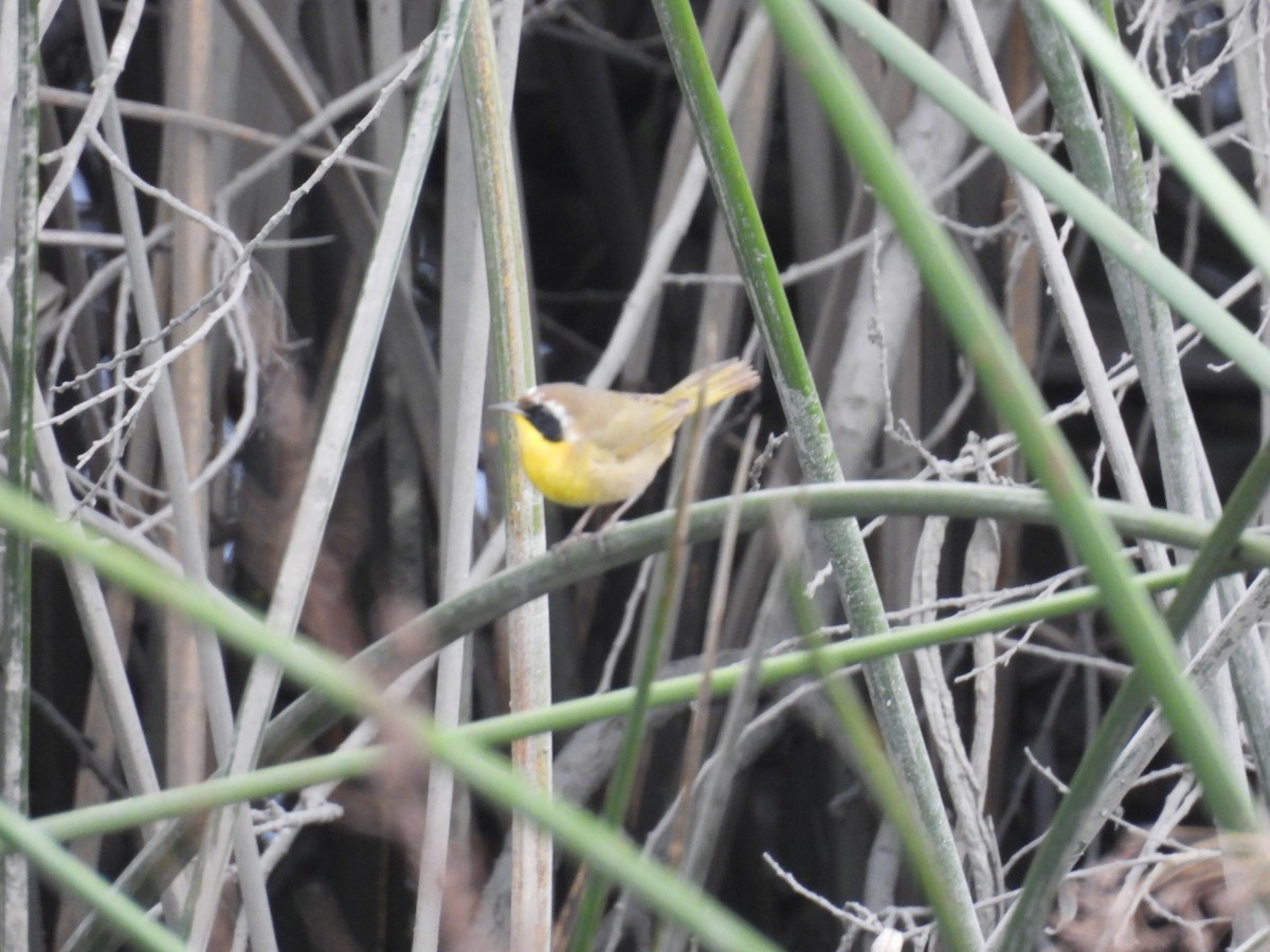 Common Yellowthroat - ML647275203