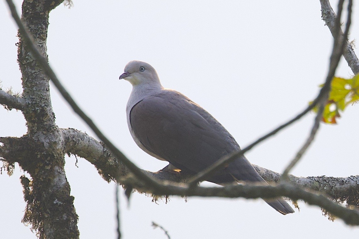 Mountain Imperial-Pigeon - ML647275204