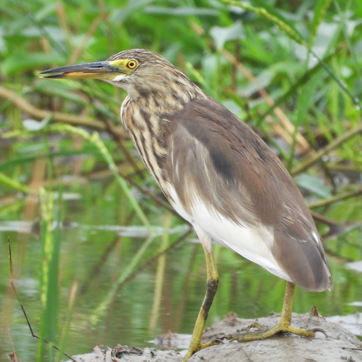 Chinese Pond-Heron - ML647275205