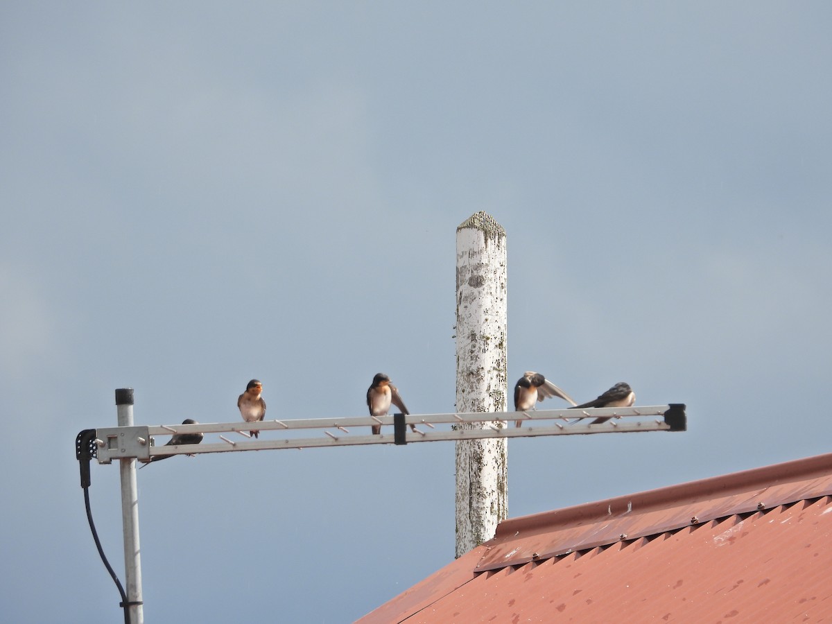 Welcome Swallow - ML647275206