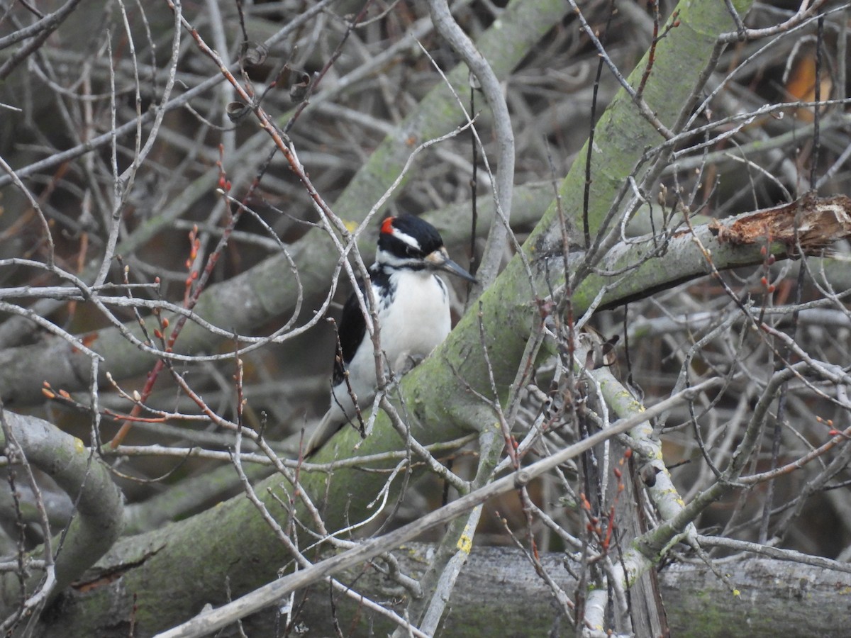 Hairy Woodpecker - ML647275208
