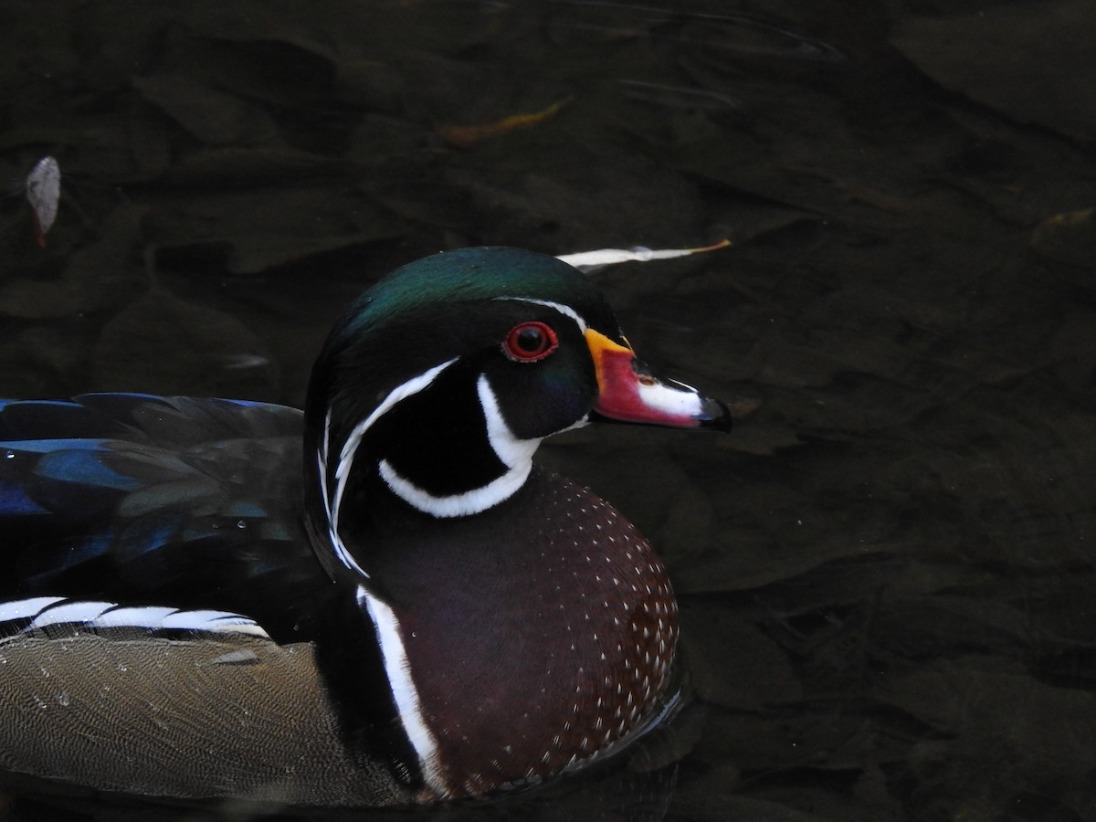 Wood Duck - ML647275209