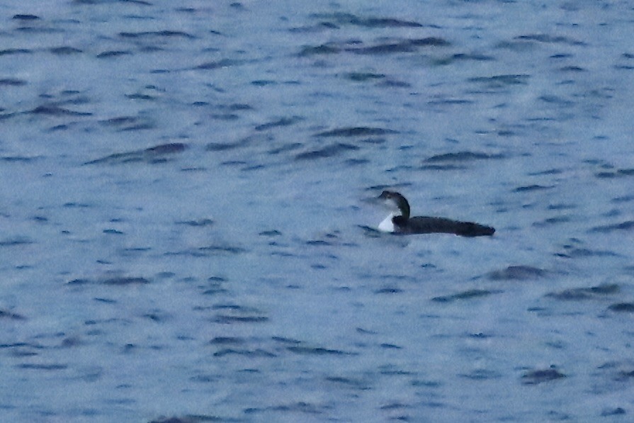 Common Loon - ML647275210