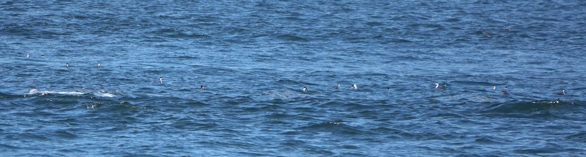 Western Grebe - ML647275211