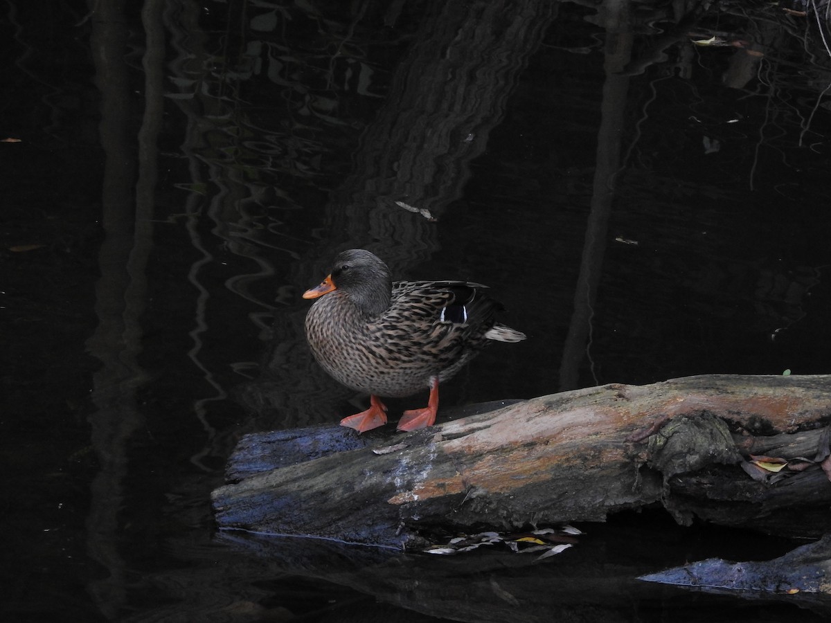 Mallard - ML647275213