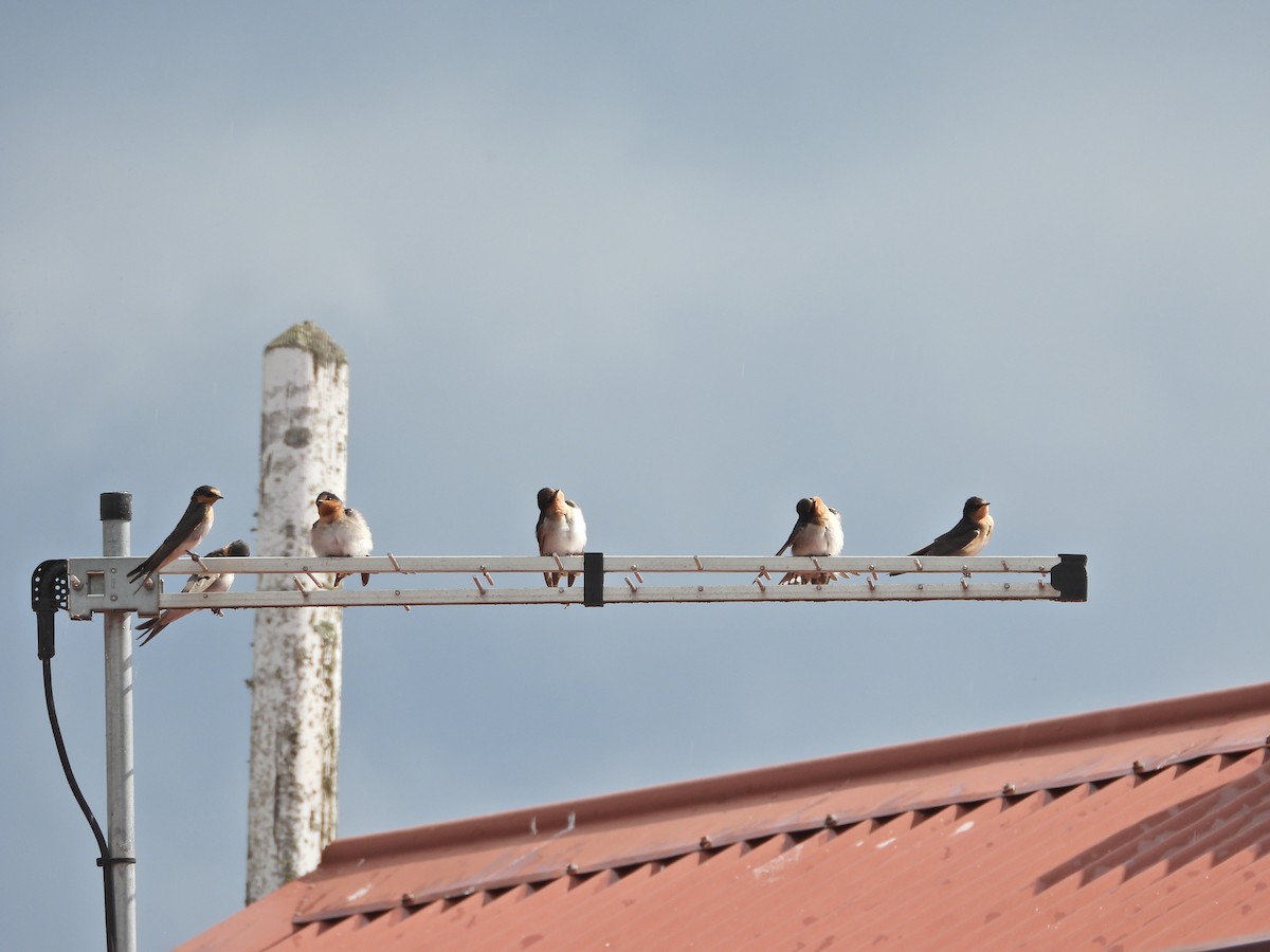 Welcome Swallow - ML647275214