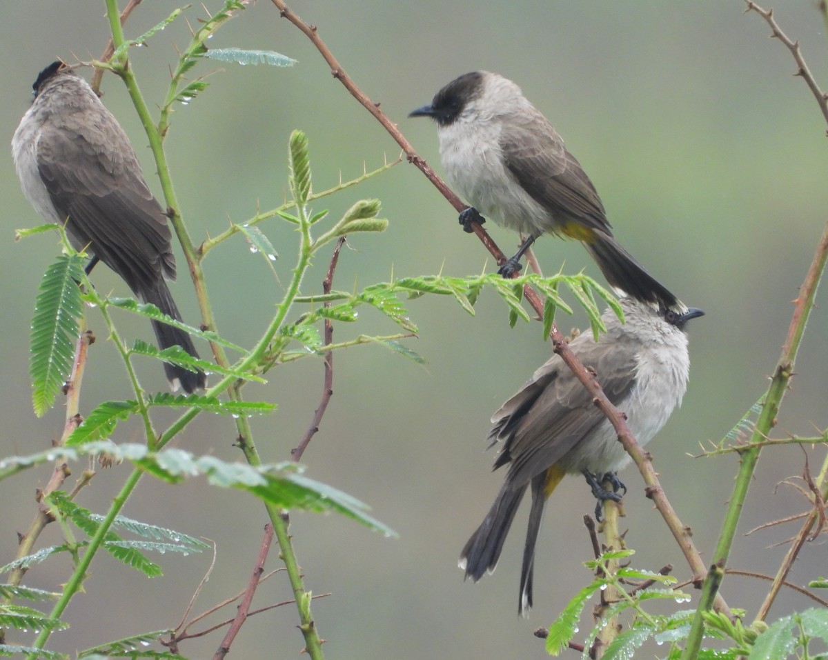 Sooty-headed Bulbul - ML647275215
