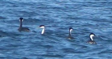 Western Grebe - ML647275216