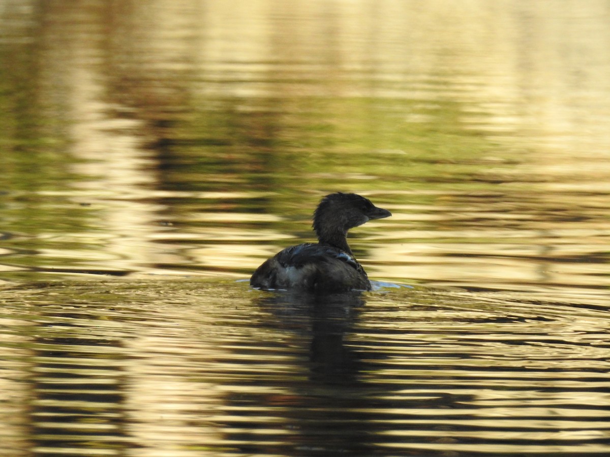 Pied-billed Grebe - ML647275217