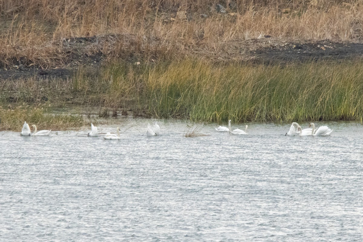 Mute Swan - ML647275218