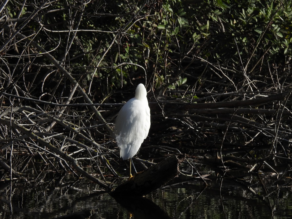 Snowy Egret - ML647275219