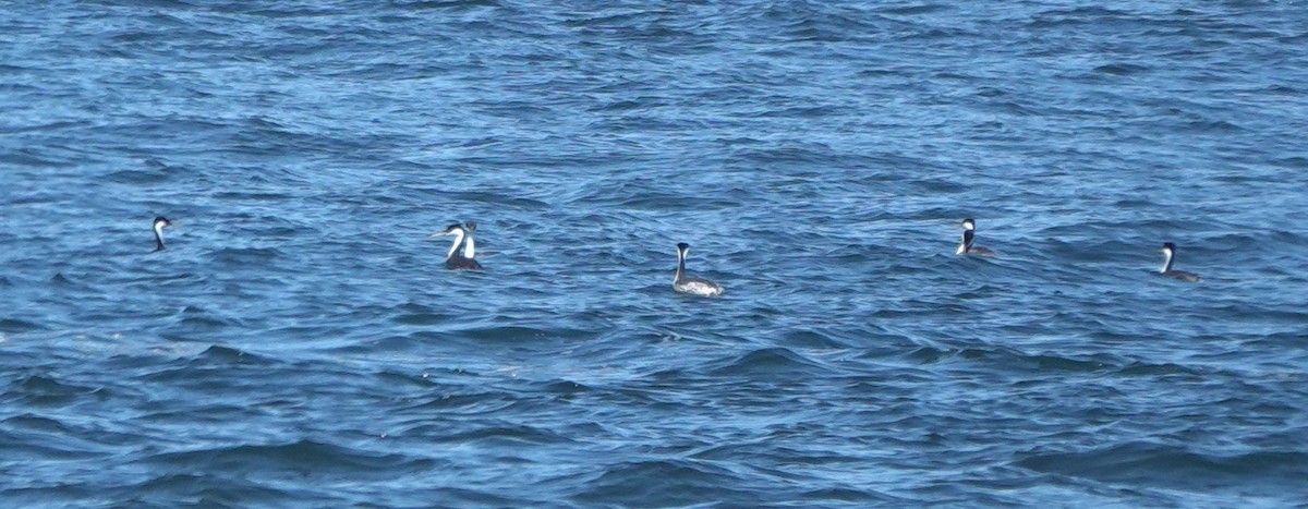 Western Grebe - ML647275221