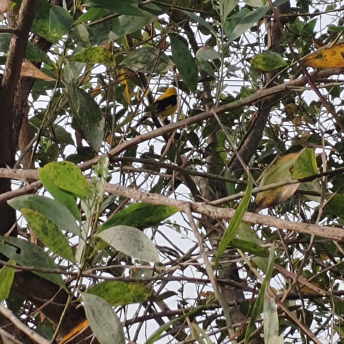 Indian Golden Oriole - ML647275222