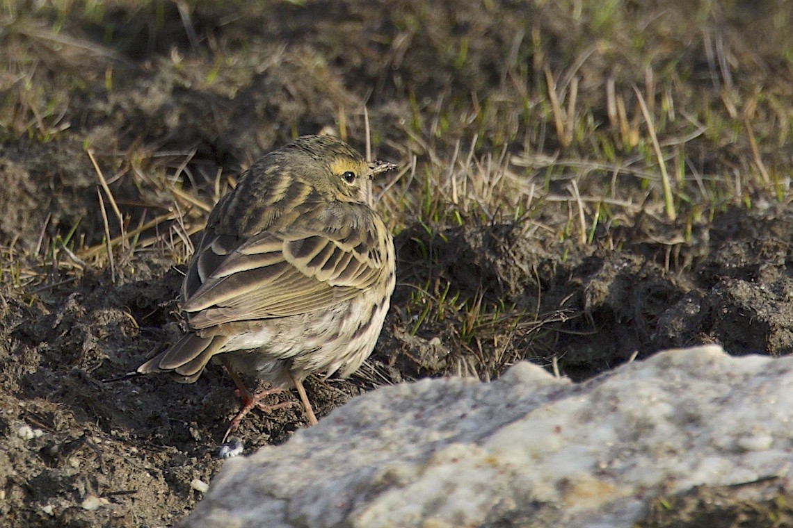Olive-backed Pipit - ML647275223