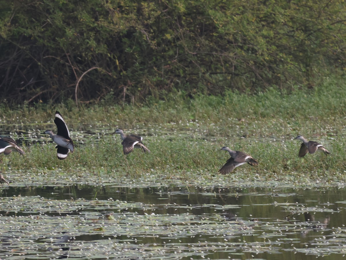 Cotton Pygmy-Goose - ML647275224