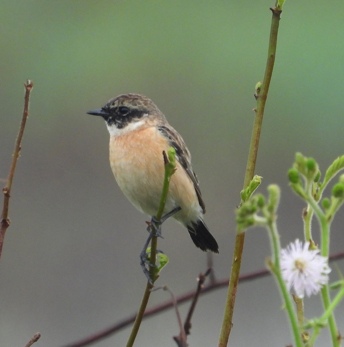 Amur Stonechat - ML647275225