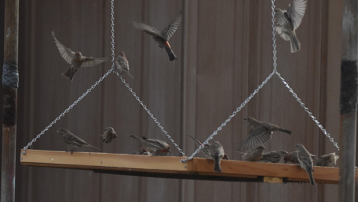 House Finch - ML647275228