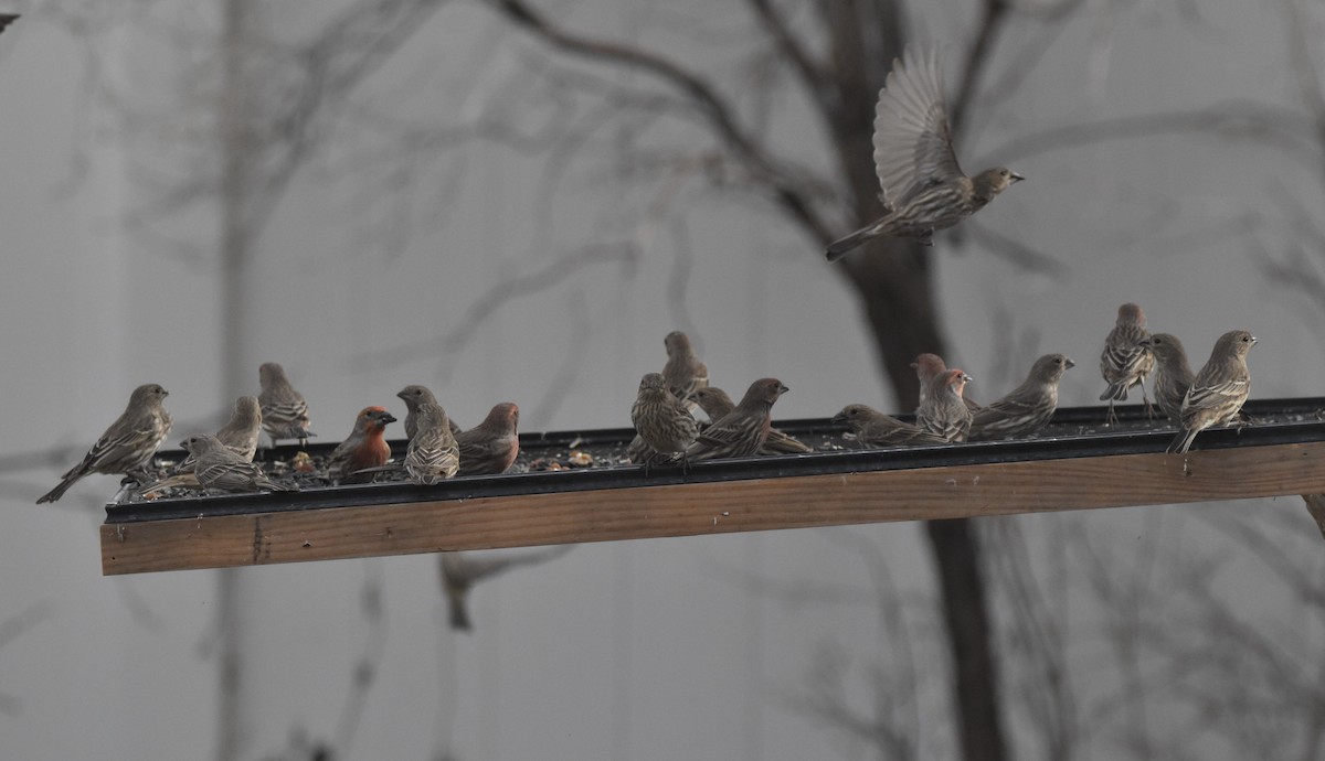 House Finch - ML647275229