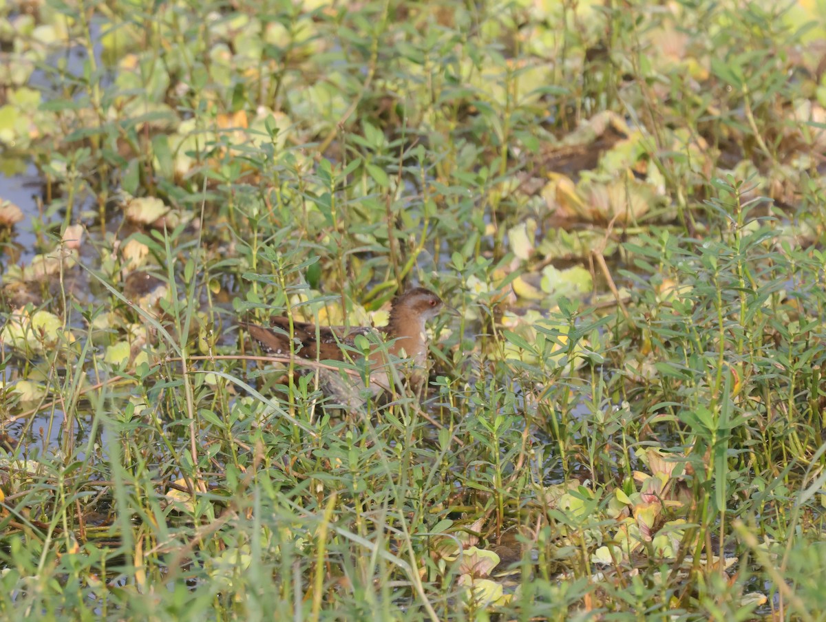 Baillon's Crake - ML647275232