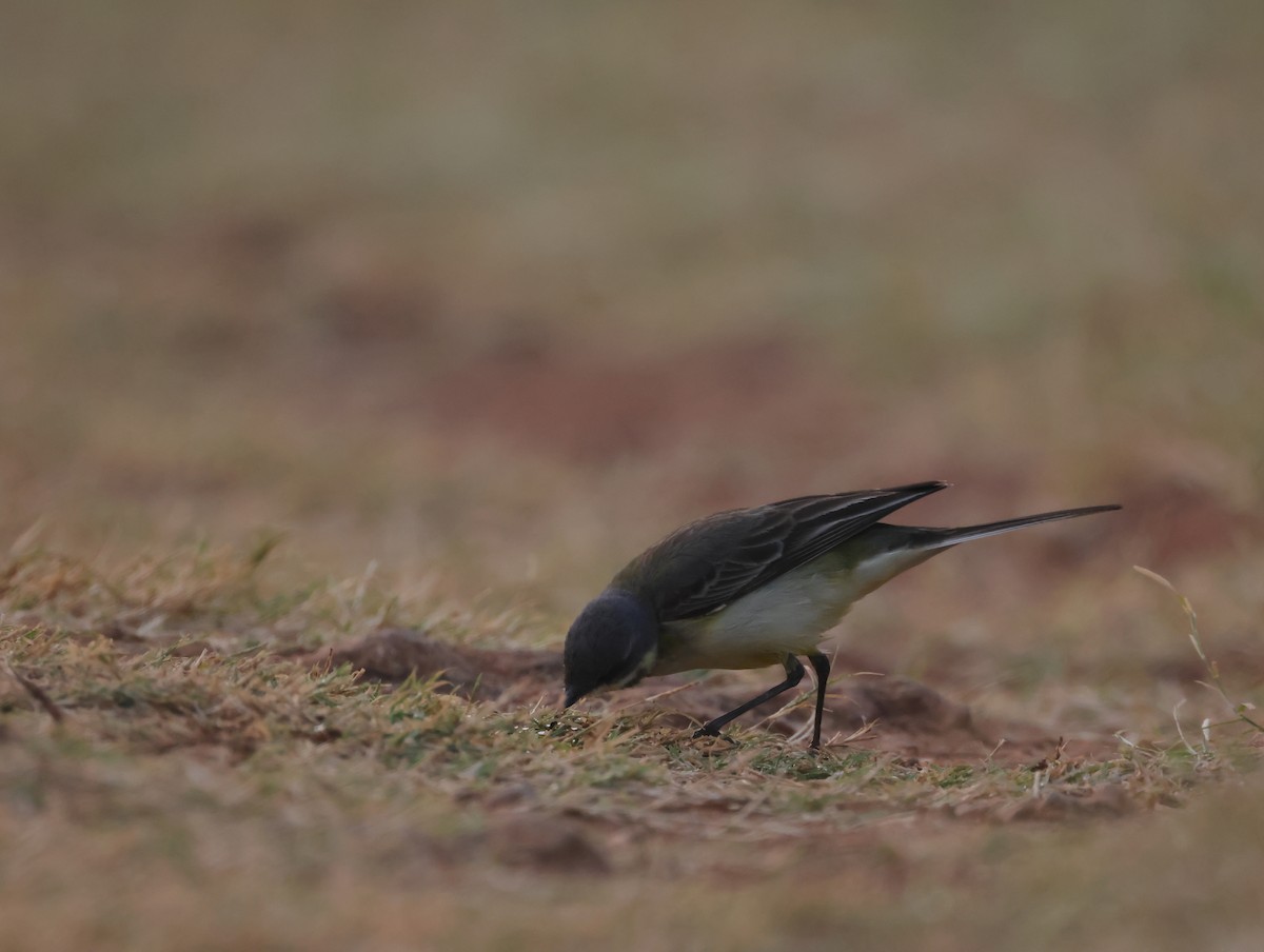 Western Yellow Wagtail - ML647275240