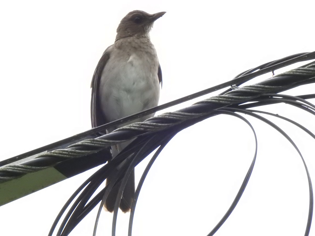 drozd černozobý - ML647275250