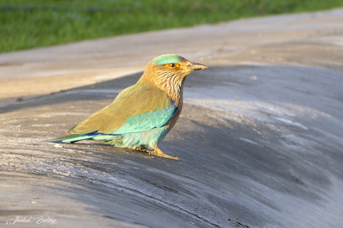 Indian Roller - ML647275258