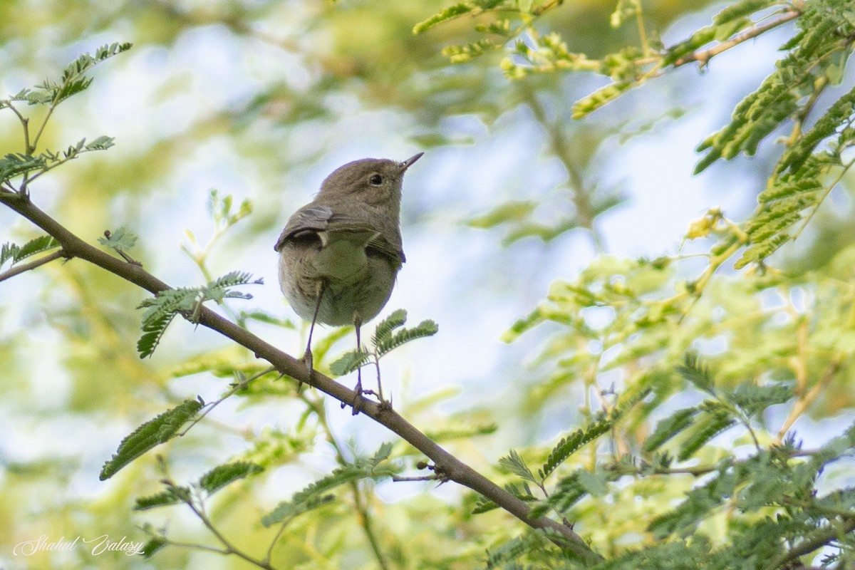 Common Chiffchaff - ML647275269