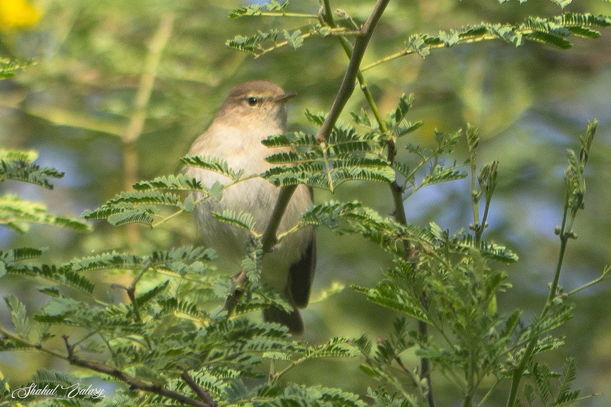 Common Chiffchaff - ML647275270
