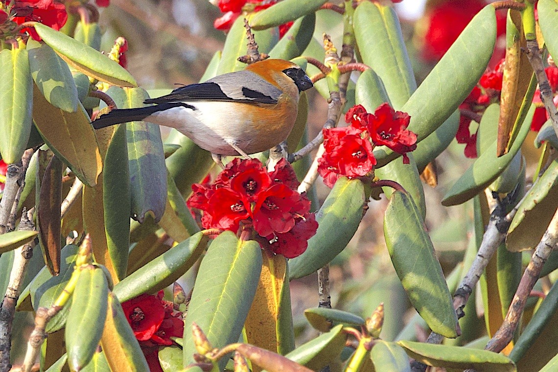 Red-headed Bullfinch - ML647275299
