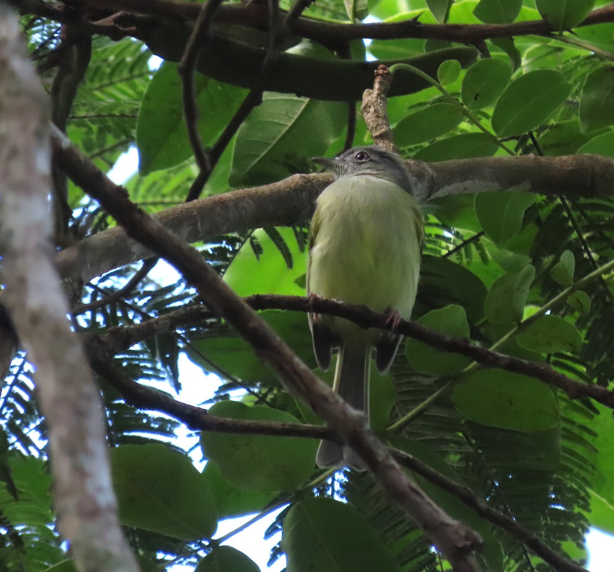 Yellow-olive Flatbill - ML647275301