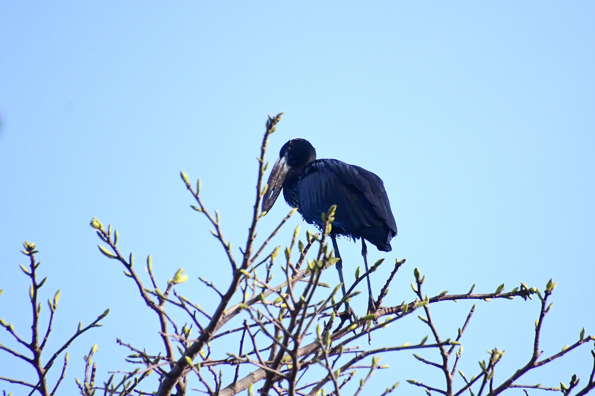 Bec-ouvert africain - ML647275310