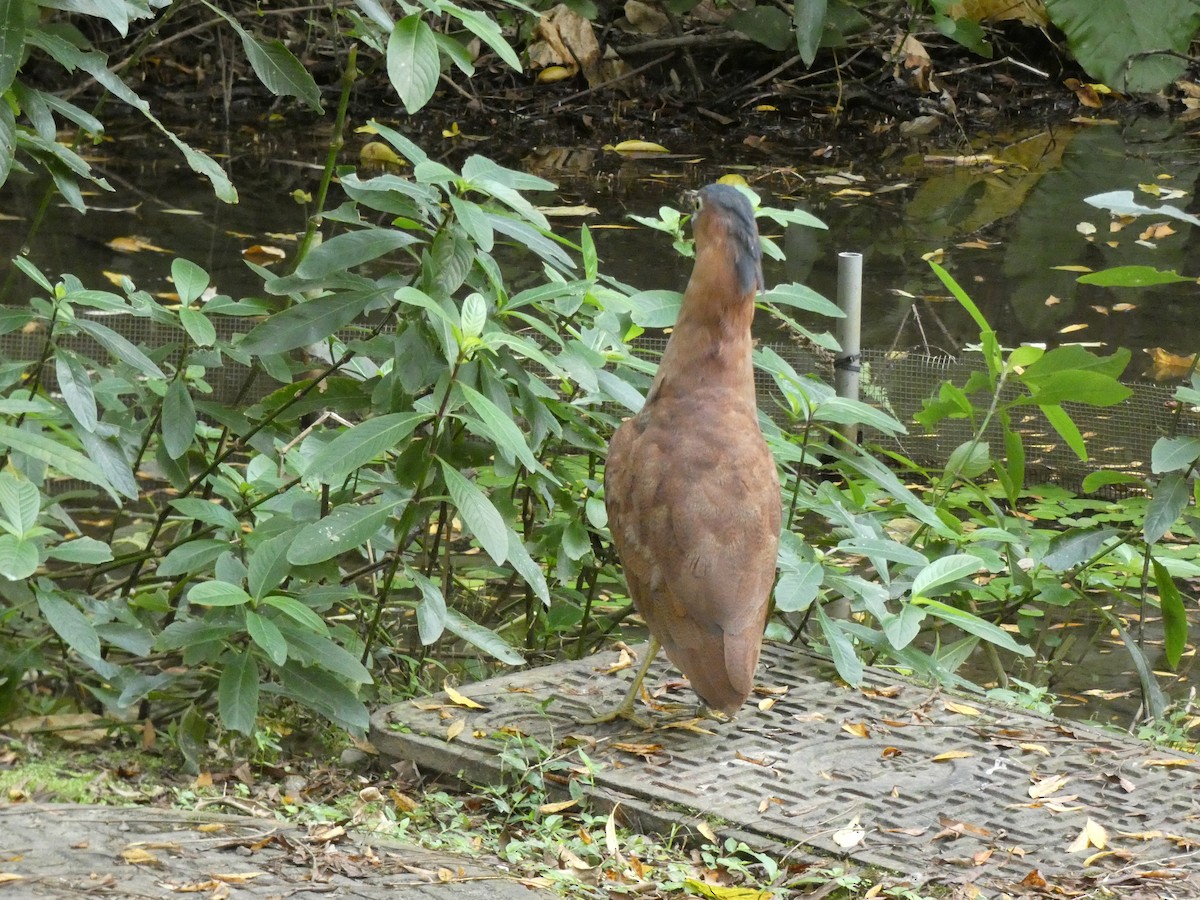 ズグロミゾゴイ - ML647275340