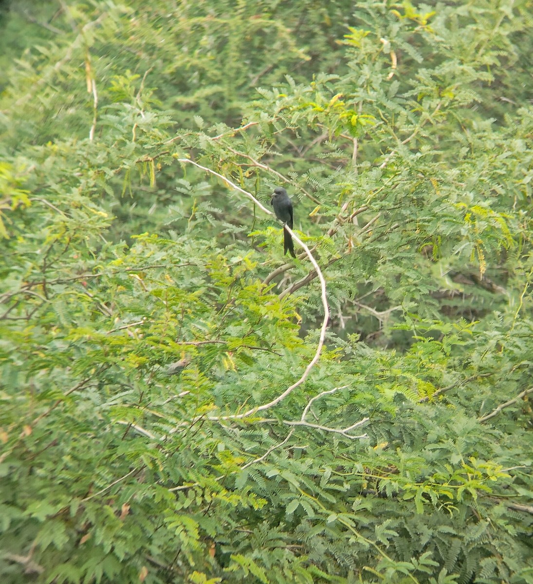 Ashy Drongo - ML647275342