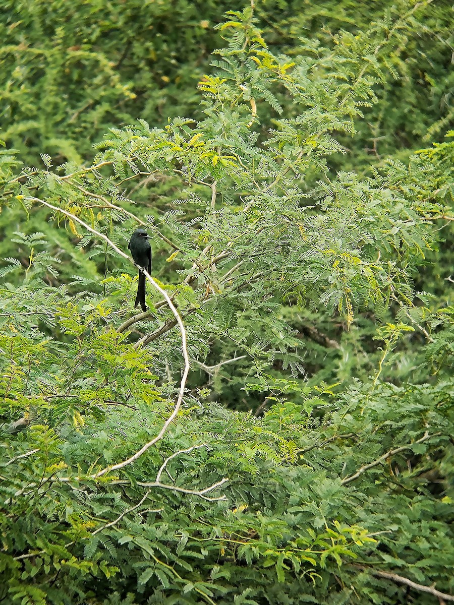 Ashy Drongo - ML647275343