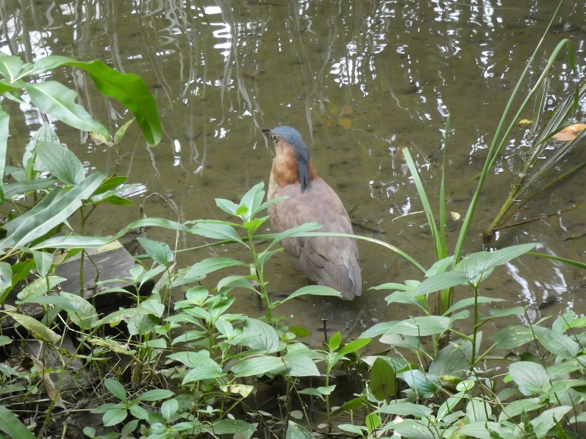 ズグロミゾゴイ - ML647275344