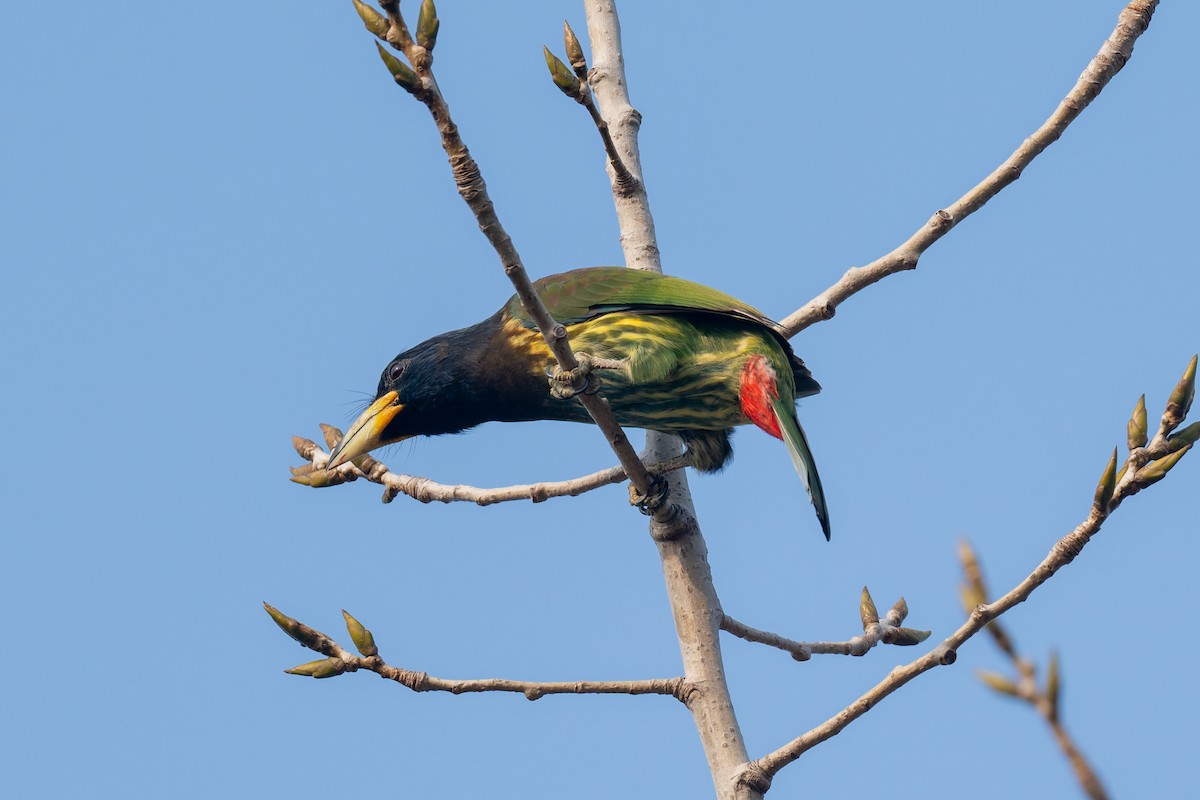 Great Barbet - ML647275348