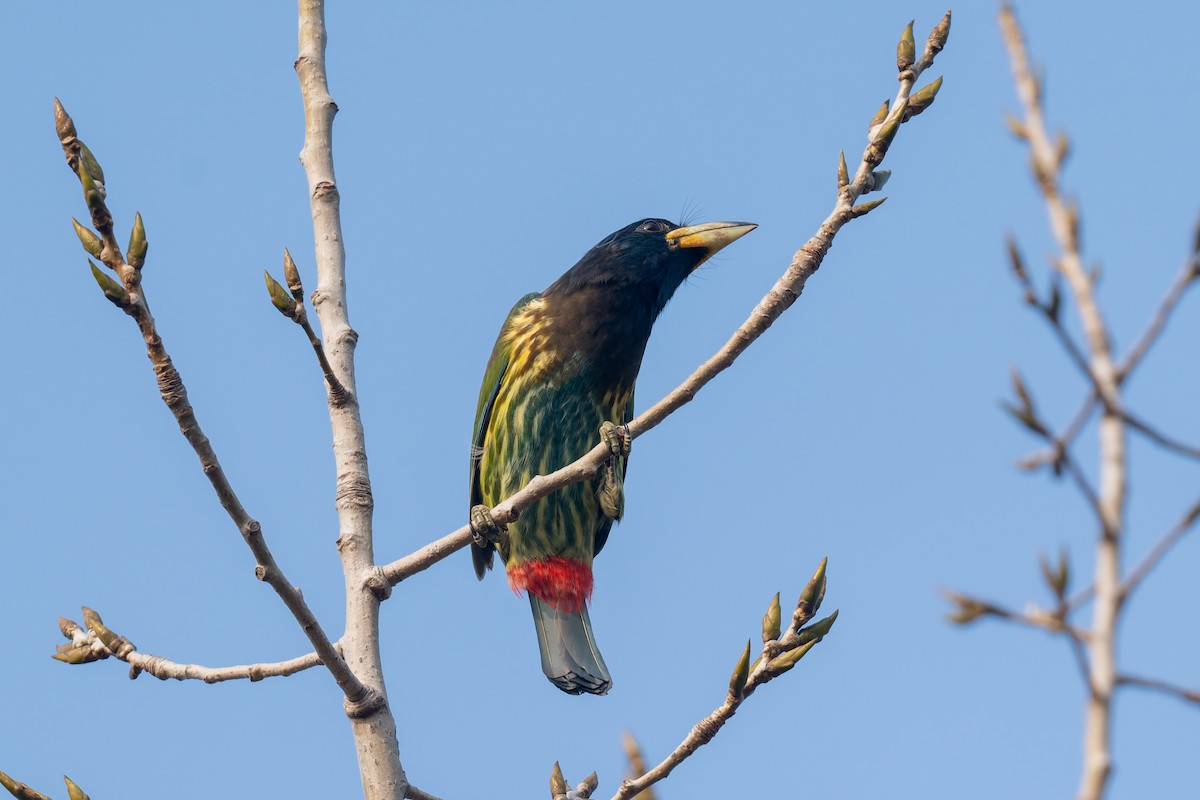 Great Barbet - ML647275349