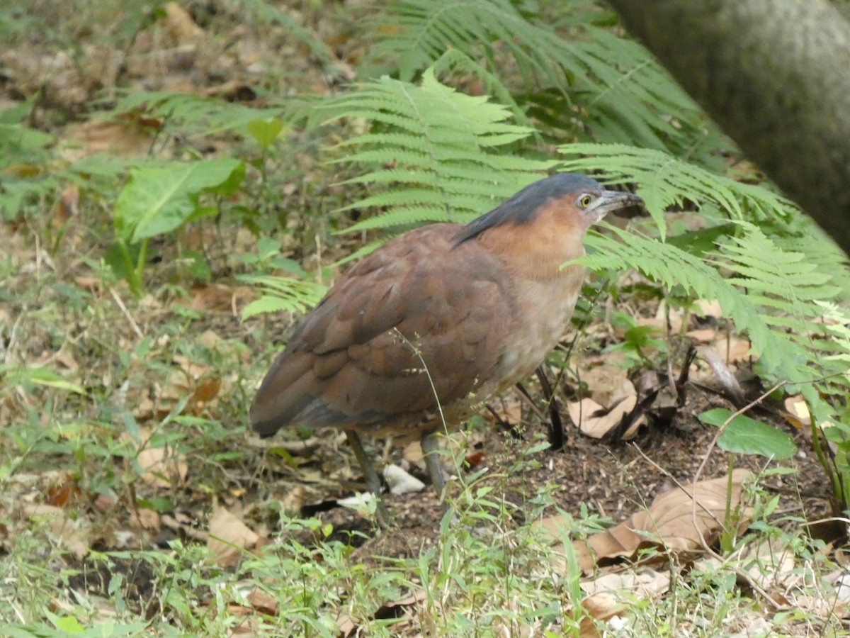 ズグロミゾゴイ - ML647275380