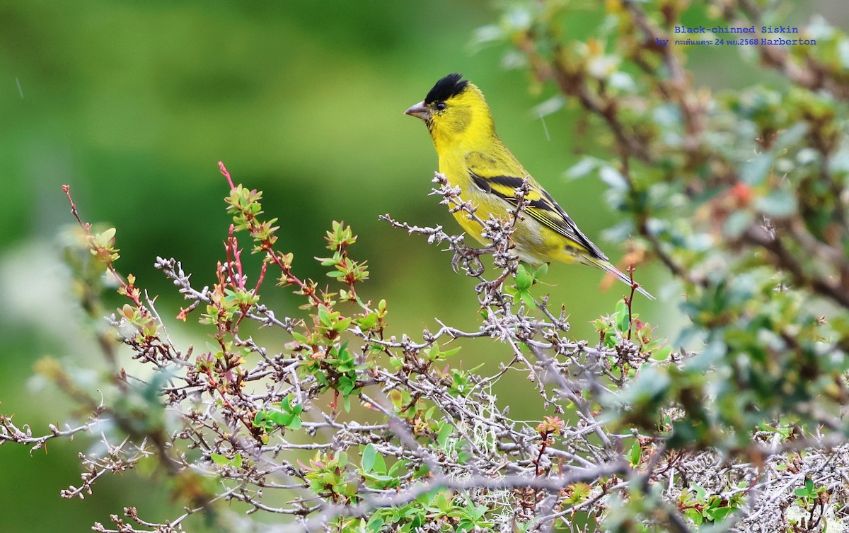 Black-chinned Siskin - ML647275393