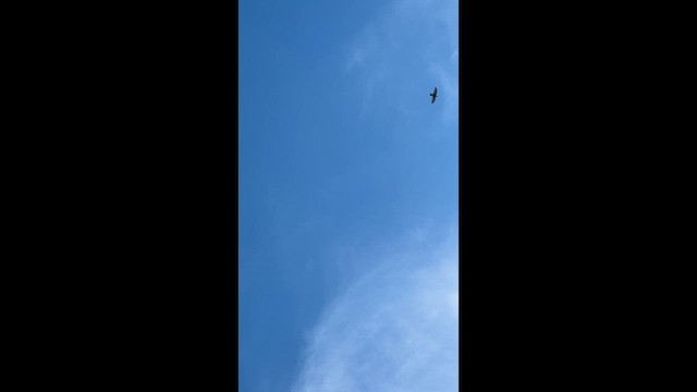 krkavec velký - ML647275408