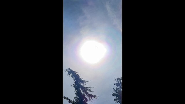 krkavec velký - ML647275409